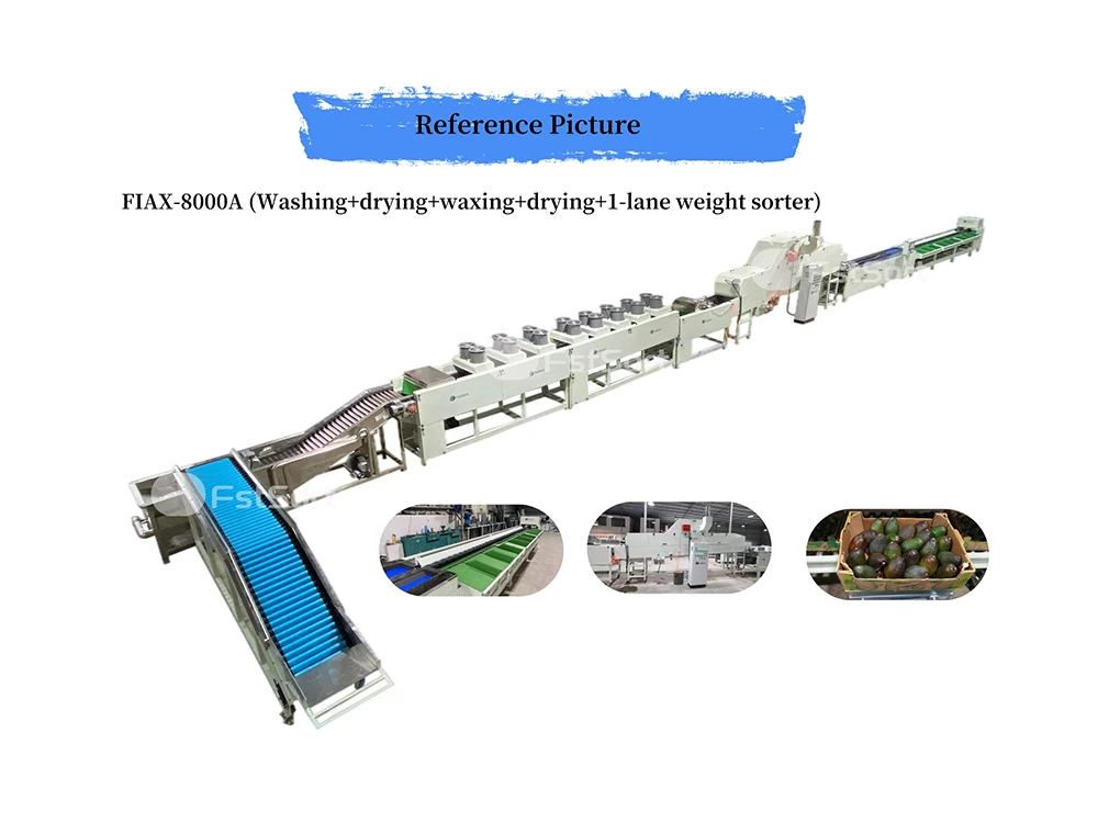 avocado washing drying sorting